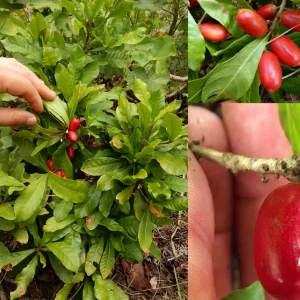 Trái cây & cây giống
